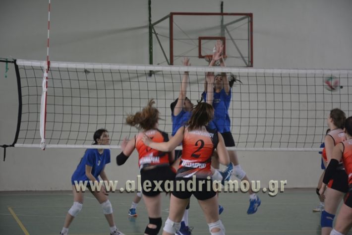 volley _1ogel-kassandra084